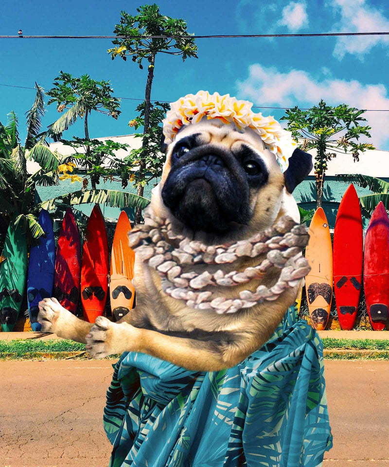 Dog with flower crown and tropical shirt in front of colorful surfboards