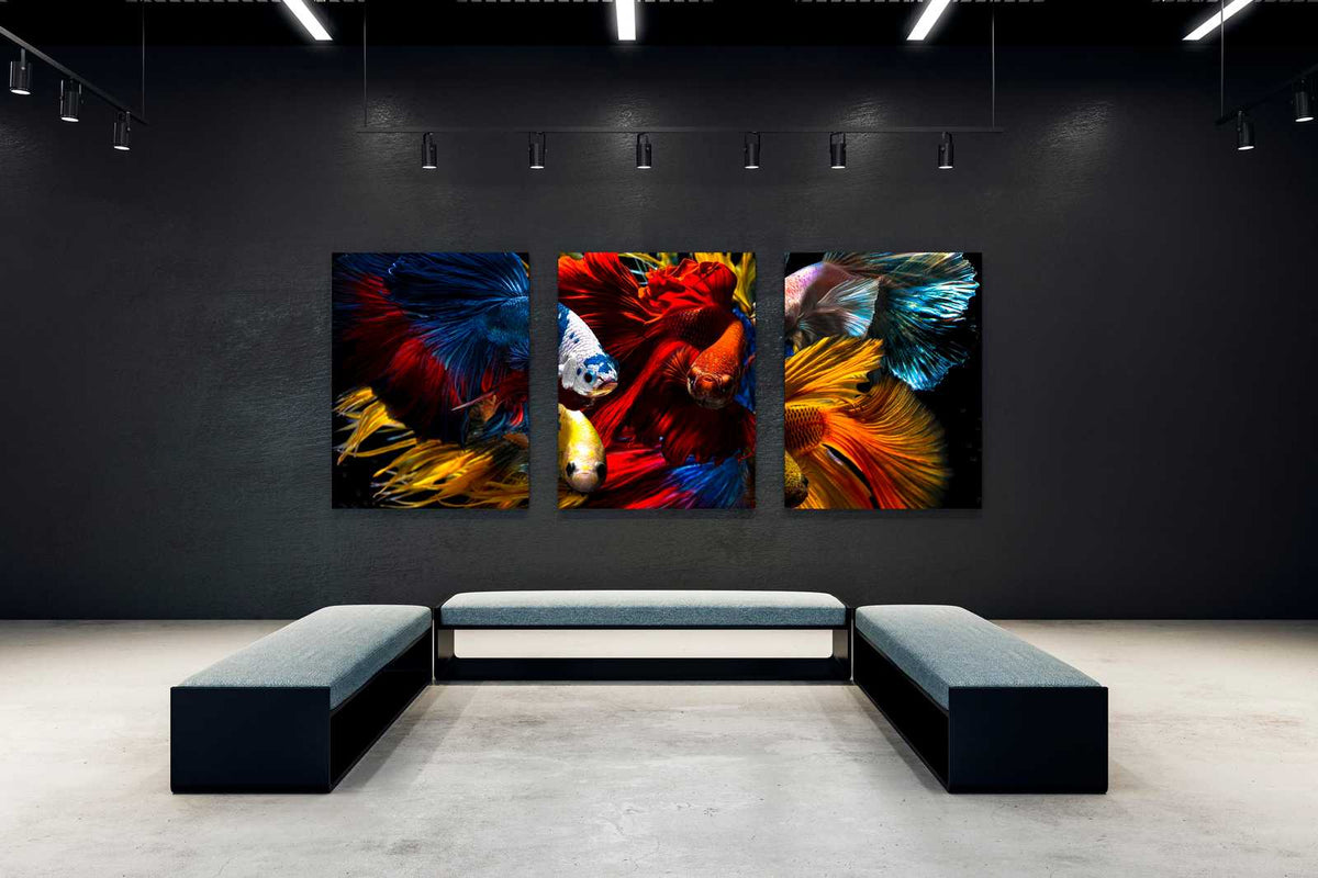 Three colorful betta fish art prints displayed above benches on a dark gallery wall.