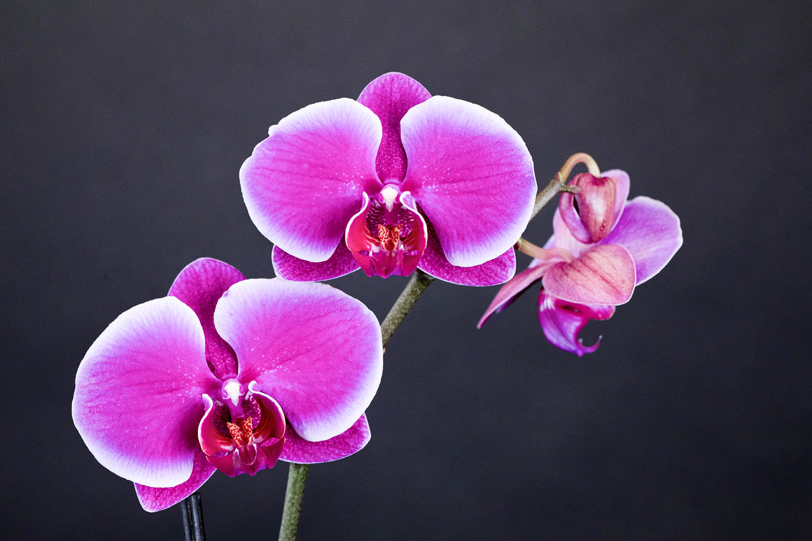 Two pink orchids on a dark background