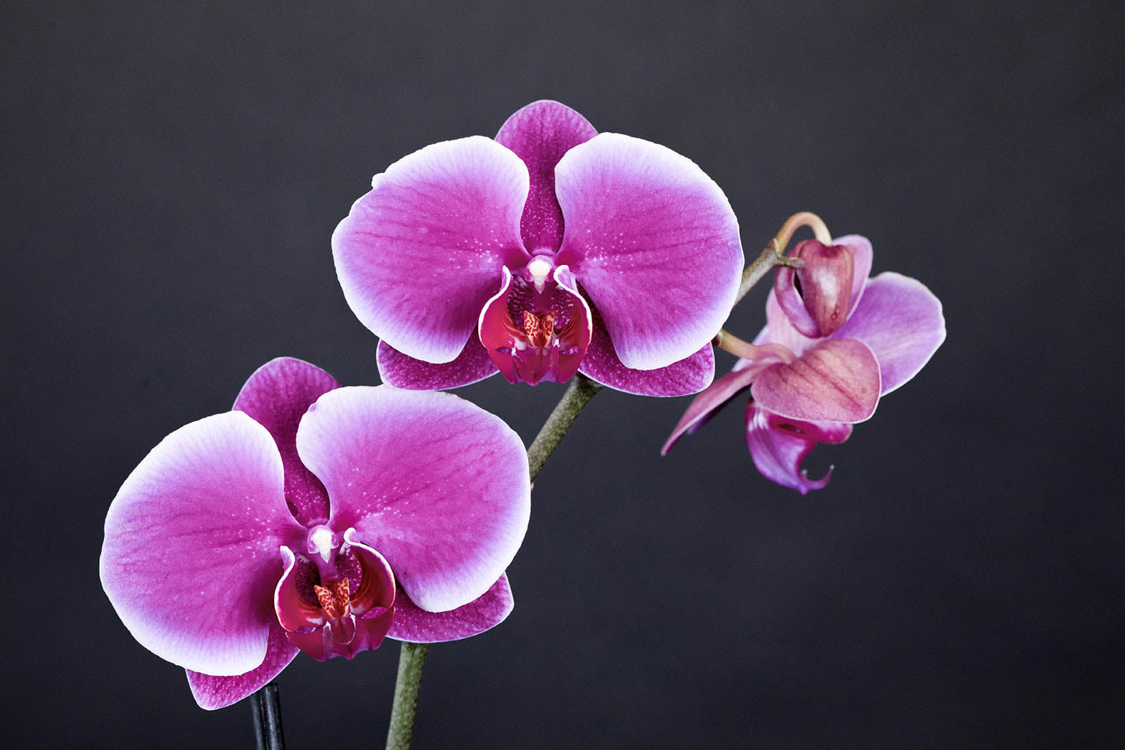 Pink orchids on a dark background