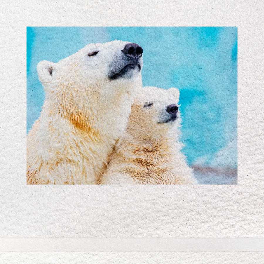 Two polar bears in a snowy landscape with a blue sky.