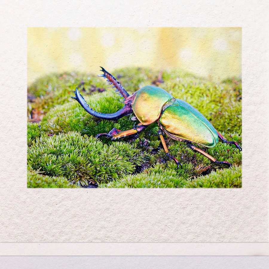Colorful beetle on green moss with a soft focus background