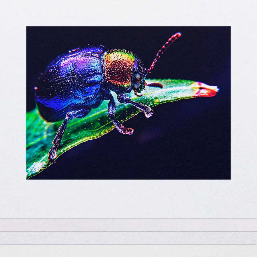 Colorful beetle on a leaf with a black background